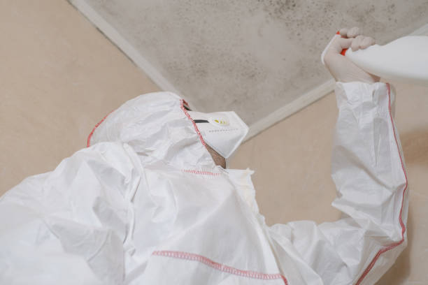 Trusted Sonterra, TX Mold Prevention & Removal  Experts